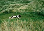 Eppie in Flight